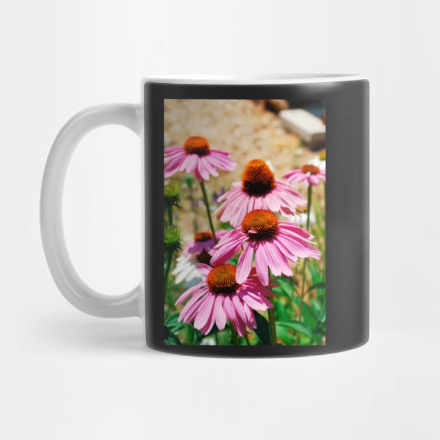 Echinacea Purpurea by jojobob